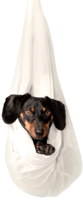 puppy-in-sheet